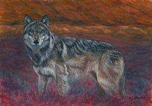 Wildlife Journal - Wyakin the Gray Wolf