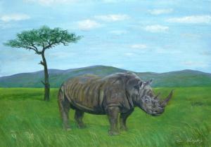 Beauty in the Beast - The White Rhinoceros